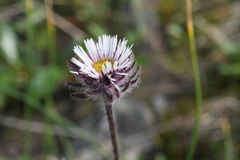 Erigeron eriocalyx