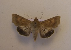 Helicoverpa armigera conferta