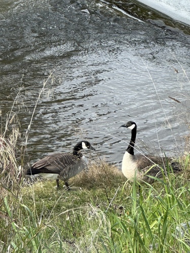 Canada Goose