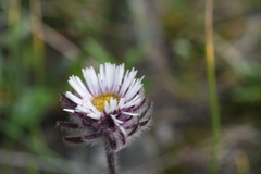 Erigeron eriocalyx