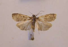 Scoparia acharis