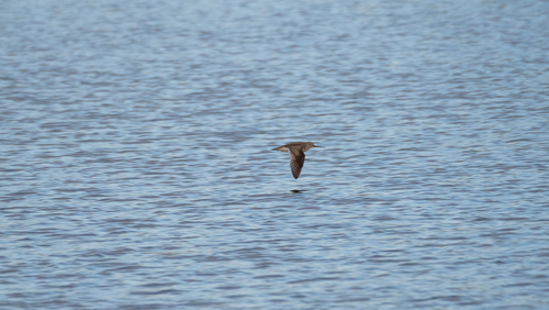 iNaturalist: (c) tatianakirova, some rights reserved (CC BY-NC) iNaturalist image