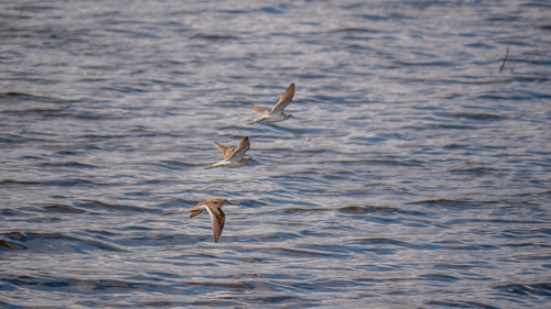 iNaturalist: (c) tatianakirova, some rights reserved (CC BY-NC) iNaturalist image