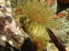 Isactinia olivacea