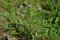Erigeron eriocalyx