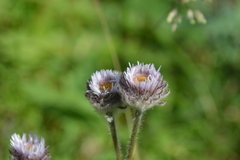 Erigeron eriocalyx