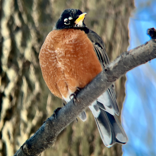 American Robin