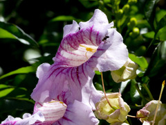 Bignonia