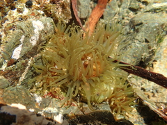 Isactinia olivacea