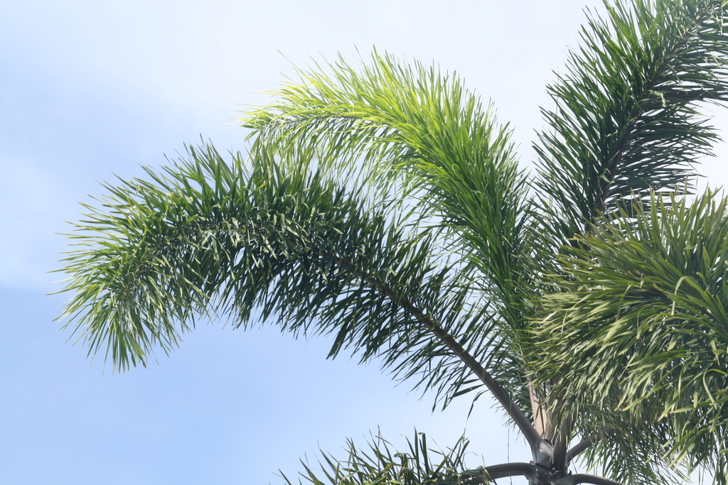 foxtail palm (Wodyetia bifurcata)
