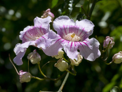 Bignonia