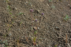 Erigeron eriocalyx