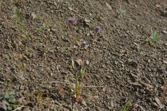 Erigeron eriocalyx