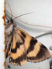 Catocala fulminea