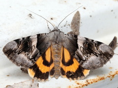Catocala fulminea