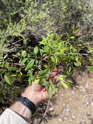 Fraxinus cuspidata, photograph 5