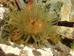 Isactinia olivacea