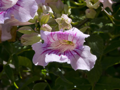 Bignonia