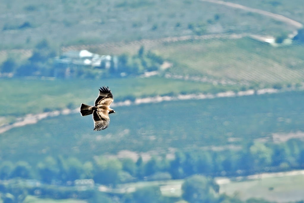 Booted Eagle (Hieraaetus pennatus), photo 8