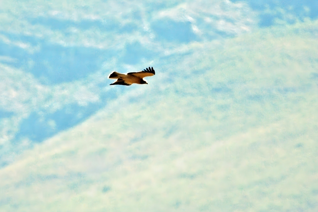 Booted Eagle (Hieraaetus pennatus), photo 9