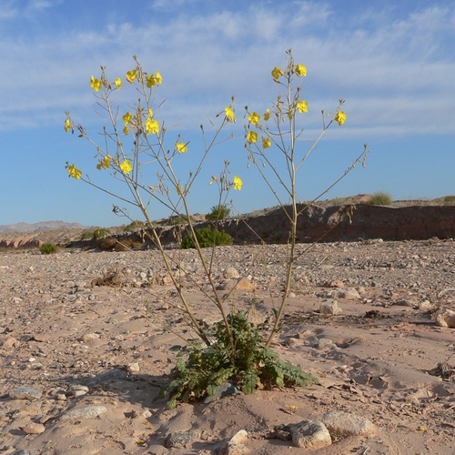 Chylismia multijuga (Chylismia multijuga)