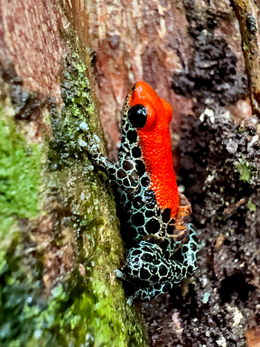 Red-backed Poison Frog, Ranitomeya reticulata