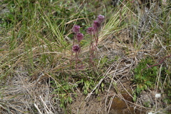 Erigeron eriocephalus