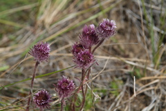 Erigeron eriocephalus