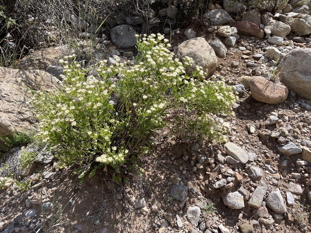 Eriogonum jamesii; photograph (c) Martin Purdy, some rights reserved (CC BY)