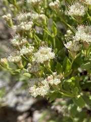 (c) Martin Purdy, some rights reserved (CC BY) Eriogonum jamesii, photograph (c) Martin Purdy, some rights reserved (CC BY)