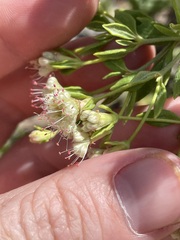 (c) Martin Purdy, some rights reserved (CC BY) Eriogonum jamesii, photograph (c) Martin Purdy, some rights reserved (CC BY)