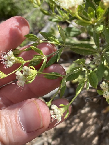 Eriogonum jamesii, photograph 6