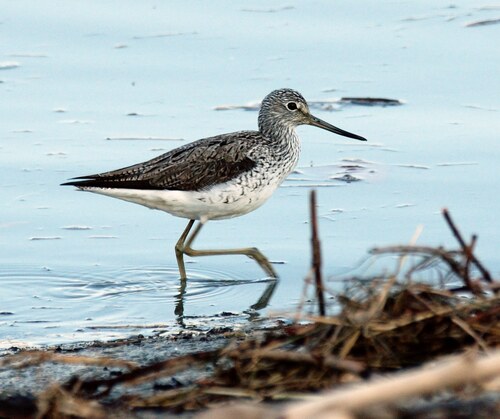 iNaturalist: (c) Georges Olioso, some rights reserved (CC BY-NC), uploaded by Georges Olioso iNaturalist image