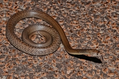 Pseudonaja mengdeni