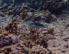 Stethojulis bandanensis