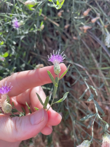 Russian knapweed (Rhaponticum repens)