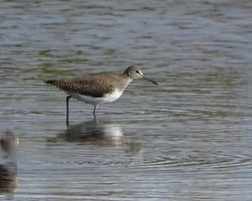 iNaturalist: (c) Georges Olioso, some rights reserved (CC BY-NC), uploaded by Georges Olioso iNaturalist image