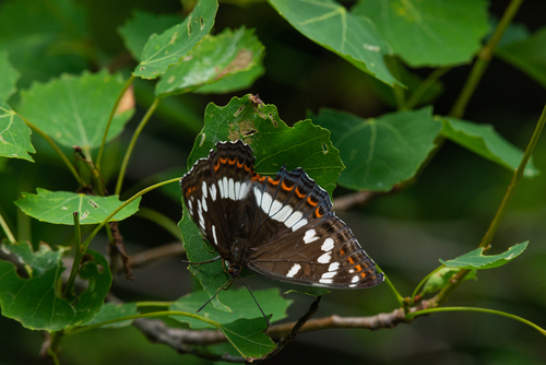 Limenitis populi