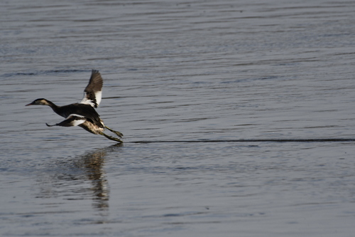 iNaturalist: (c) DidierLC, some rights reserved (CC BY-NC), uploaded by DidierLC iNaturalist image