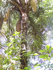 Bactris gasipaes