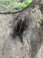 Rhinophrynus dorsalis