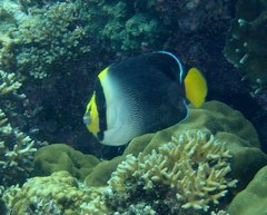 Chaetodontoplus mesoleucus