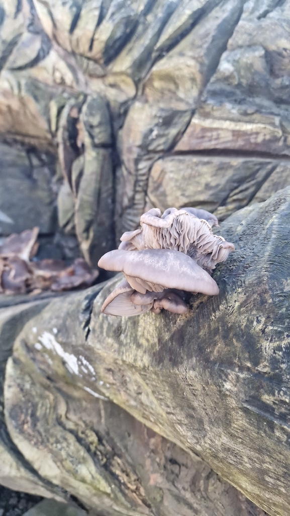 Pleurotus ostreatus · January 2026 · photo: © fungiary (iNaturalist, cc0)