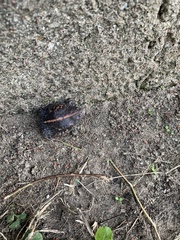 Rhinophrynus dorsalis