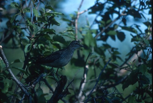 iNaturalist: (c) Georges Olioso, some rights reserved (CC BY-NC), uploaded by Georges Olioso iNaturalist image