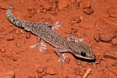 Oedura fimbria
