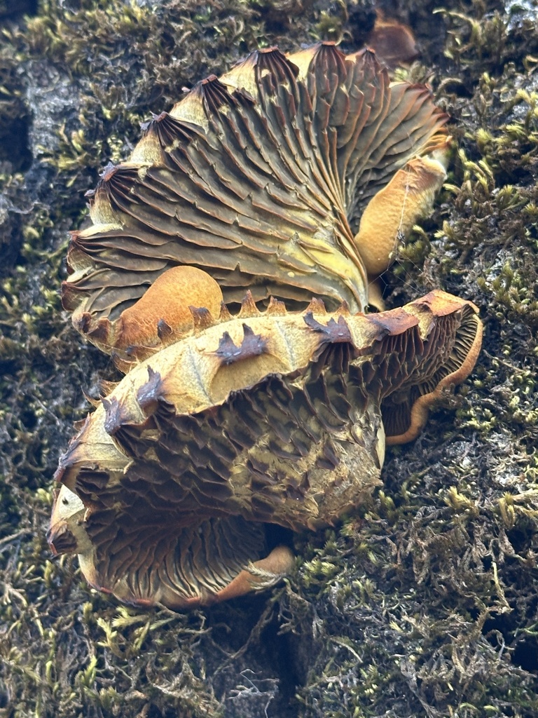 Omphalotus olivascens · January 2026 · photo: © irinamitine (iNaturalist, cc-by)