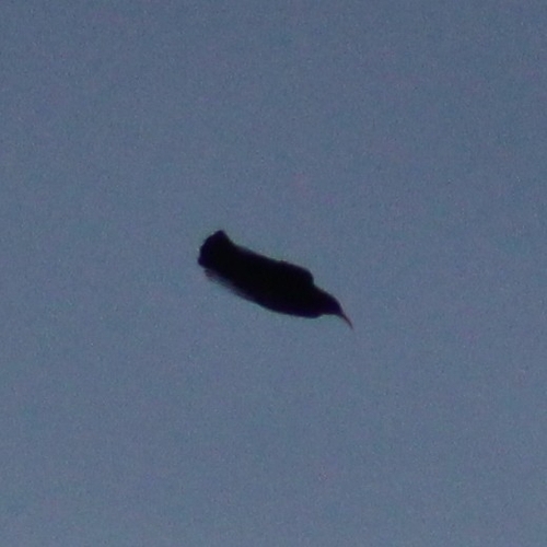 Red-billed Chough (Pyrrhocorax pyrrhocorax), photo 5