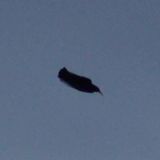 Red-billed Chough (Pyrrhocorax pyrrhocorax), photo 5