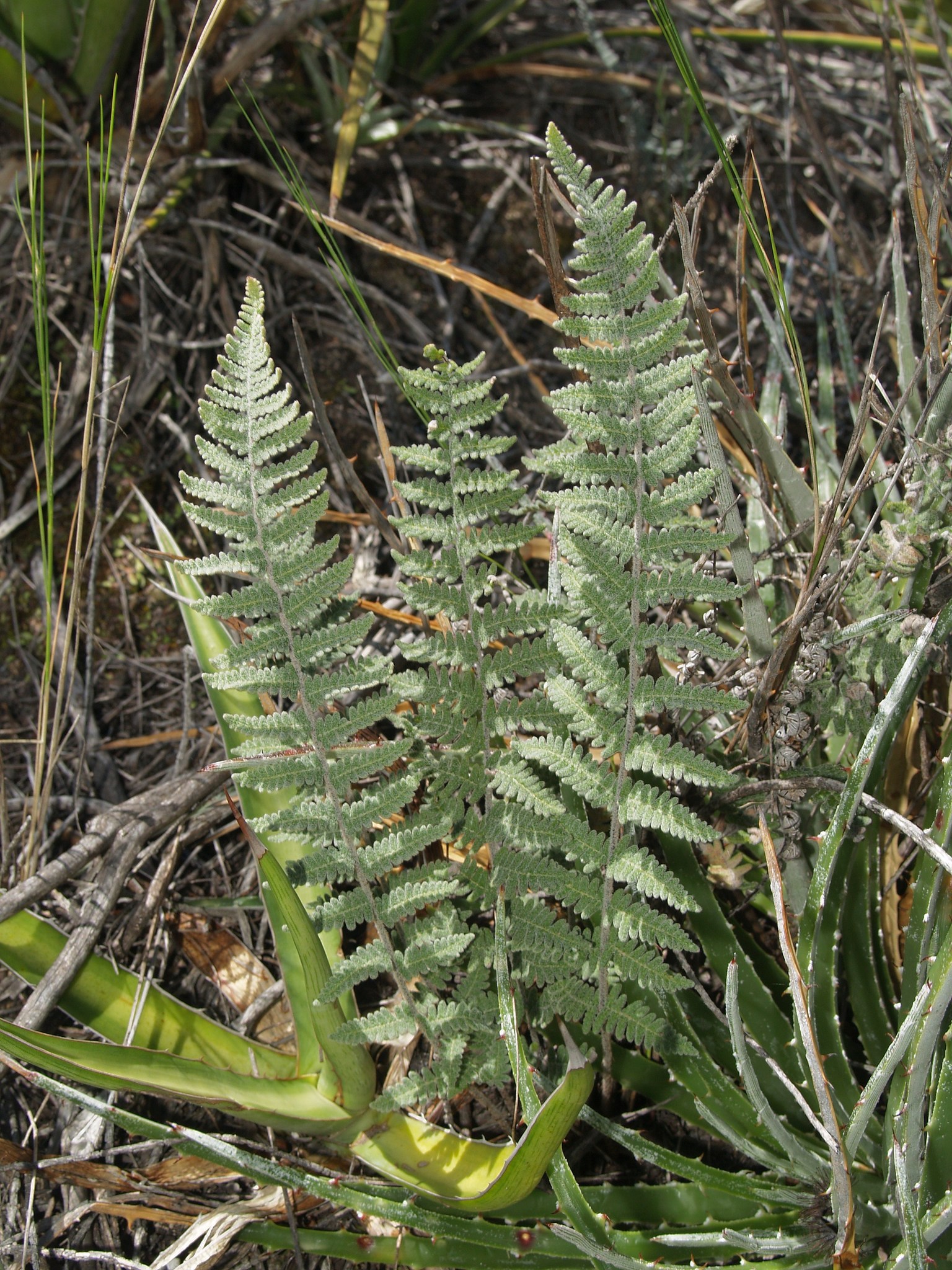Notholaena aschenborniana